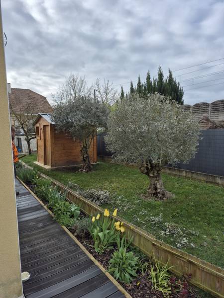 Prix d'élagage à Nancy : quel budget prévoir pour la taille de vos arbres fruitiers ?