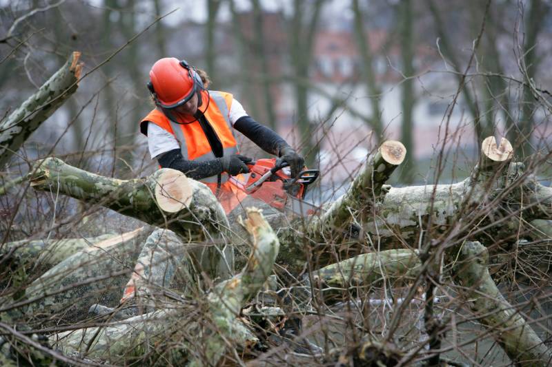 Service d’abattage d’arbres menaçant une maison ou lignes électriques à Nancy et Meurthe-et-Moselle