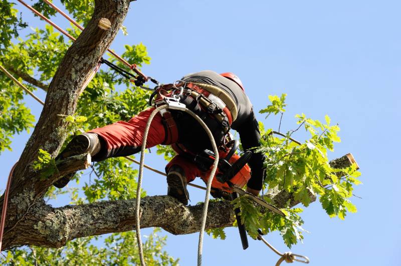 Élaguer un arbre dangereux et difficile d’accès en toute sécurité à Nancy et en Meurthe-et-Moselle