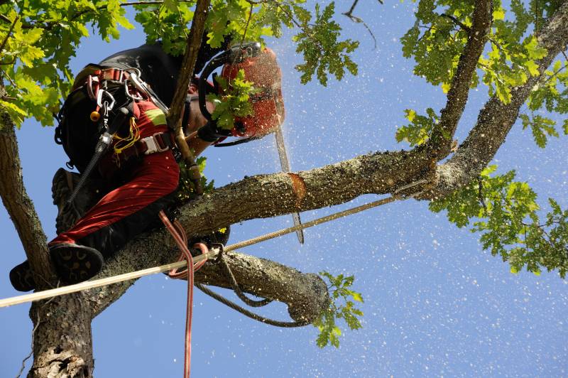 Élaguer vos arbres fruitiers pour une taille sanitaire et un entretien optimal à Nancy et Meurthe-et-Moselle