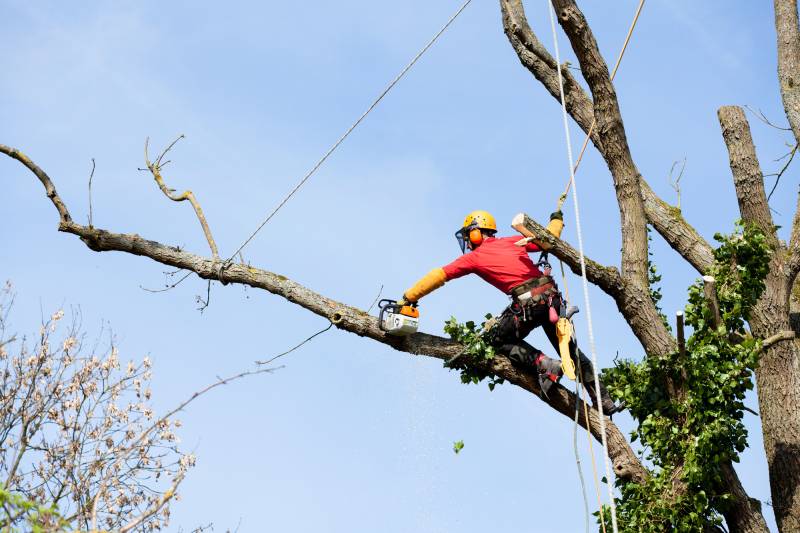 Faire élaguer vos arbres hauts par un élagueur grimpeur expert pour accès difficiles à Nancy et Meurthe-et-Moselle